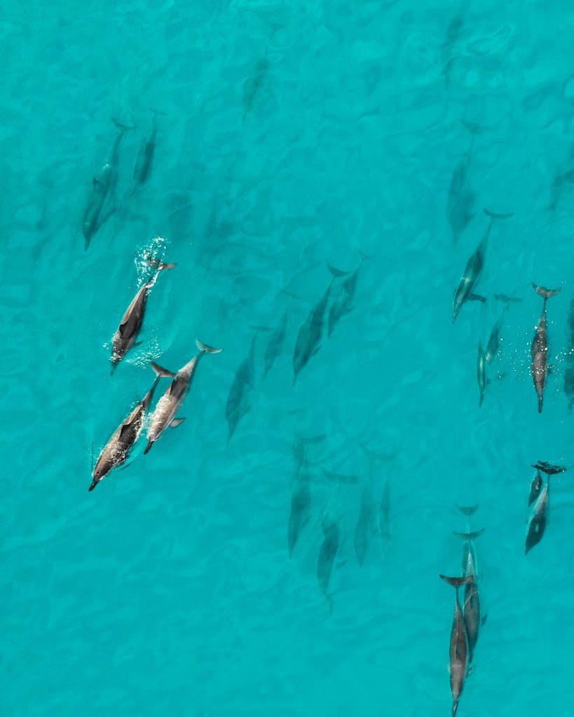 Edoaria Protection of Marine Wildlife