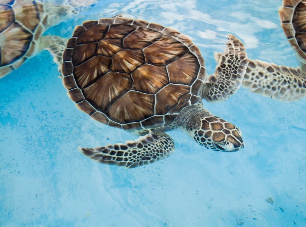 Edoaria Protection Marine Wildlife