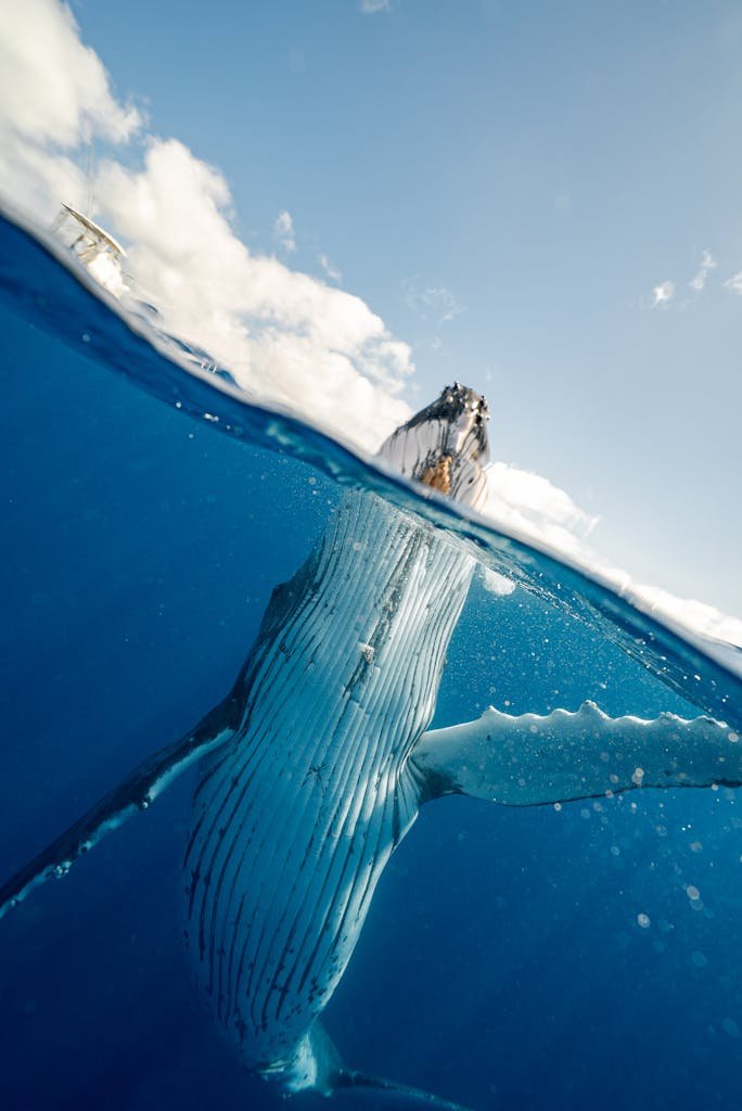 Edoaria Adopt a marine animal protection wildlife